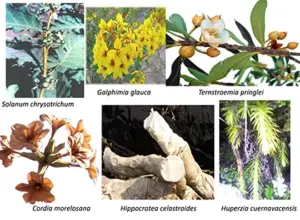 Descubriendo la Riqueza Herbolaria de México: Una Exploración de las Plantas Medicinales y sus Usos