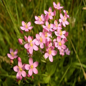 Flores de bach Centaury (Centaura menor) Erythraea Centaurium