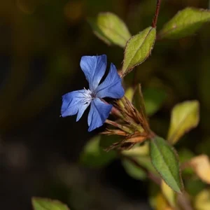 flores de bach Cerato (Ceratostigma)