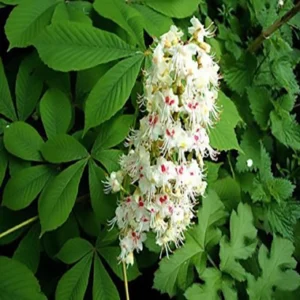 flores de bach Chestnut Bud (Brote de castaño)