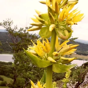 flores de bach genciana amarilla