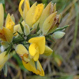 flores de bach Gorse (Aulaga)