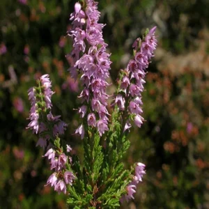 flores de bach Calluna Vulgaris