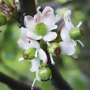 flores de bach Ilex Aquifolium Holly (Acebo)