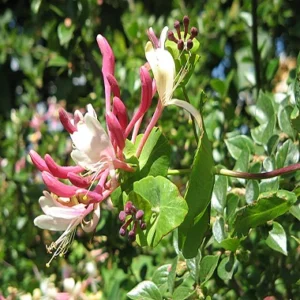 flores de bach madre selva