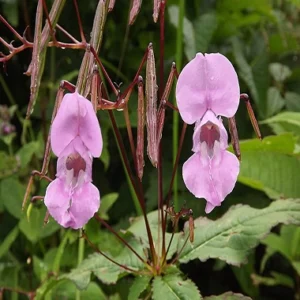 flores de bach-Impatiens glandulifera-Impatiens (Impaciencia)