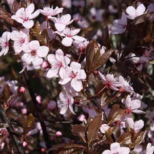 flores de bach Cherry Plum (Cerasífera)