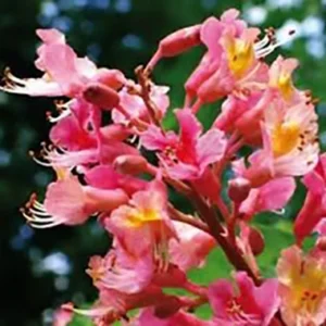 flores de bach-Red Chestnut (Castaño rojo)