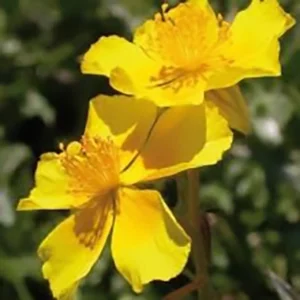 flores de bach-Rock Rose (Heliantemo)