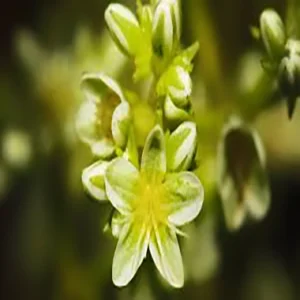 flores de bach Scleranthus (Scleranthus)