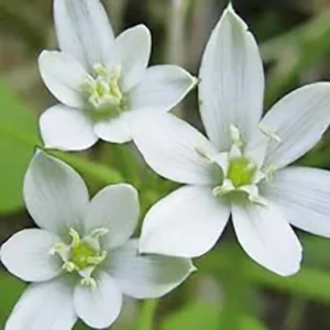 flores de bach-Star of Bethlehem (Estrella de Belén)