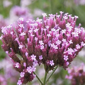 Vervain (Verbena)-flores de bach