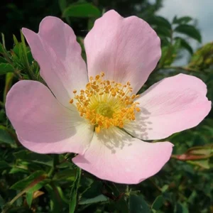 Wild Rose (Rosa silvestre) flores de bach