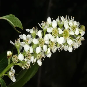 Walnut (Nogal)-flores de bach