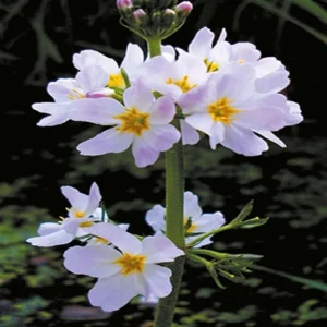 Water Violet (Violeta de agua)-flores de bach