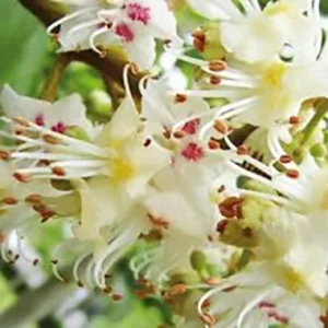 White Chestnut (Castaño blanco) flores de bach