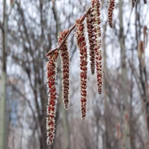 flores de bach Aspen