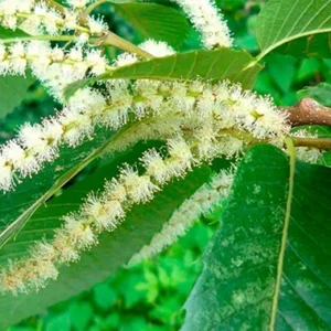 Sweet Chestnut (Castaño dulce)-flores de bach